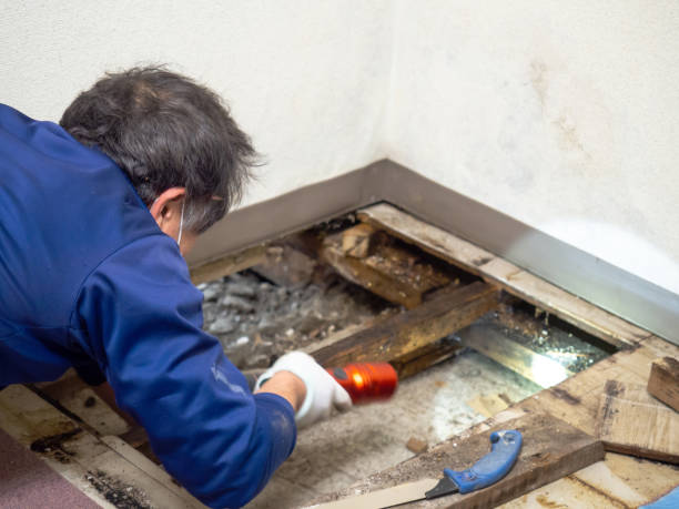 Best Industrial Mold Remediation in Madison, MN