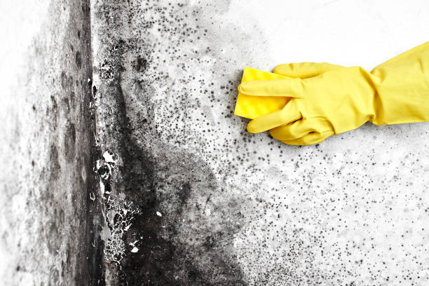 Best Black Mold Remediation in Madison, MN
