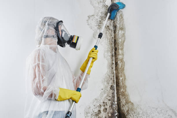 Best DIY Mold Remediation Support Services in Madison, MN