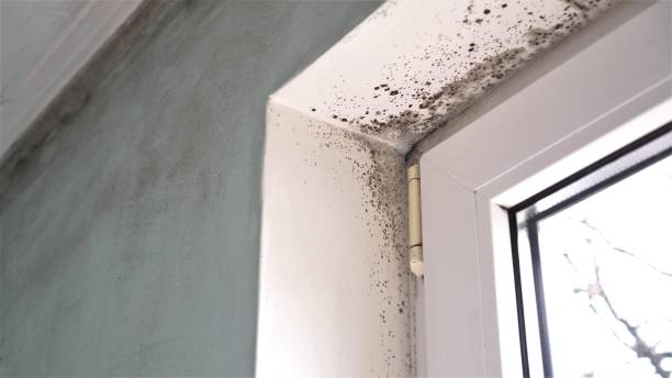Best Mold Testing and Inspection Services in Madison, MN