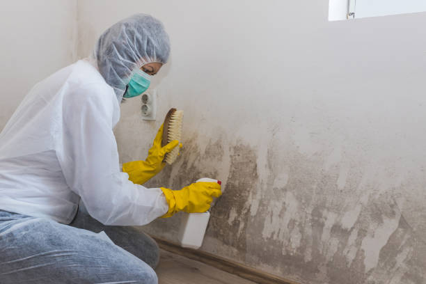 Best Post-Flood Mold Remediation in Madison, MN