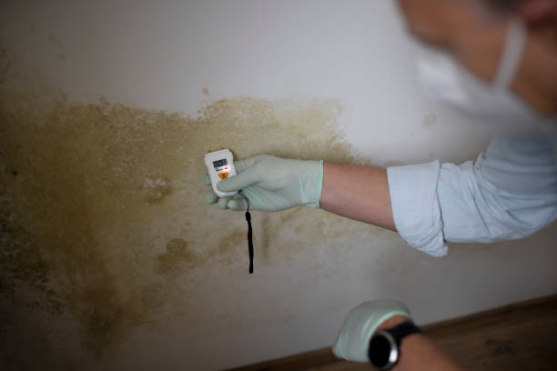 Best Basement Mold Remediation in Madison, MN