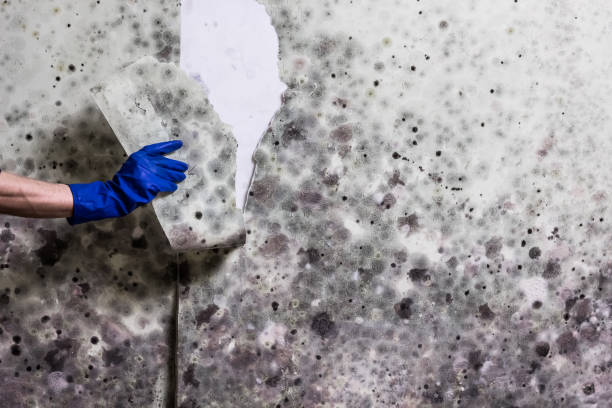 Best Black Mold Remediation in Madison, MN