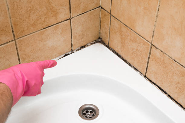 Best Emergency Mold Remediation in Madison, MN